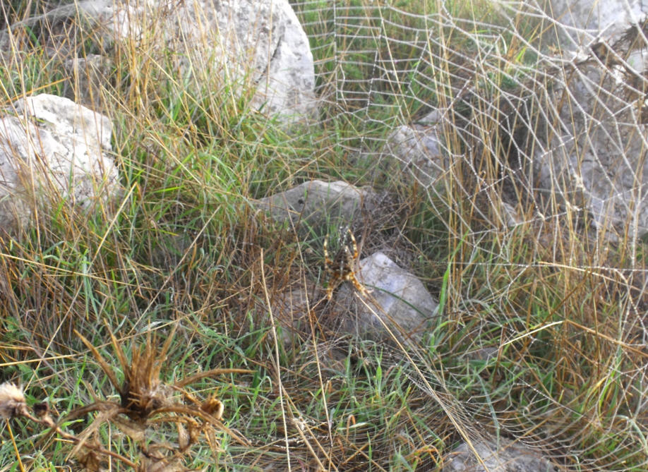 Araneus diadematus